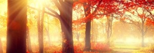 Fall scene. Beautiful autumnal park in sunlight  